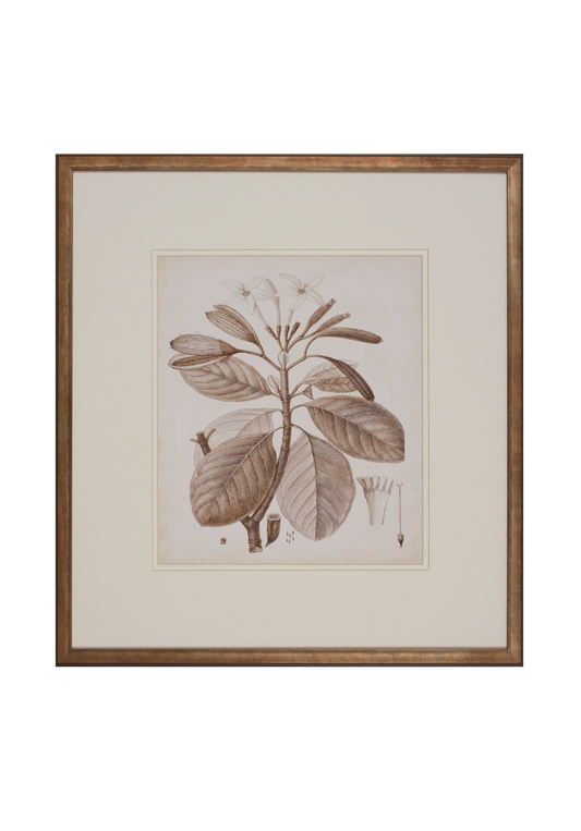 Antique Sepia Botanical VIII