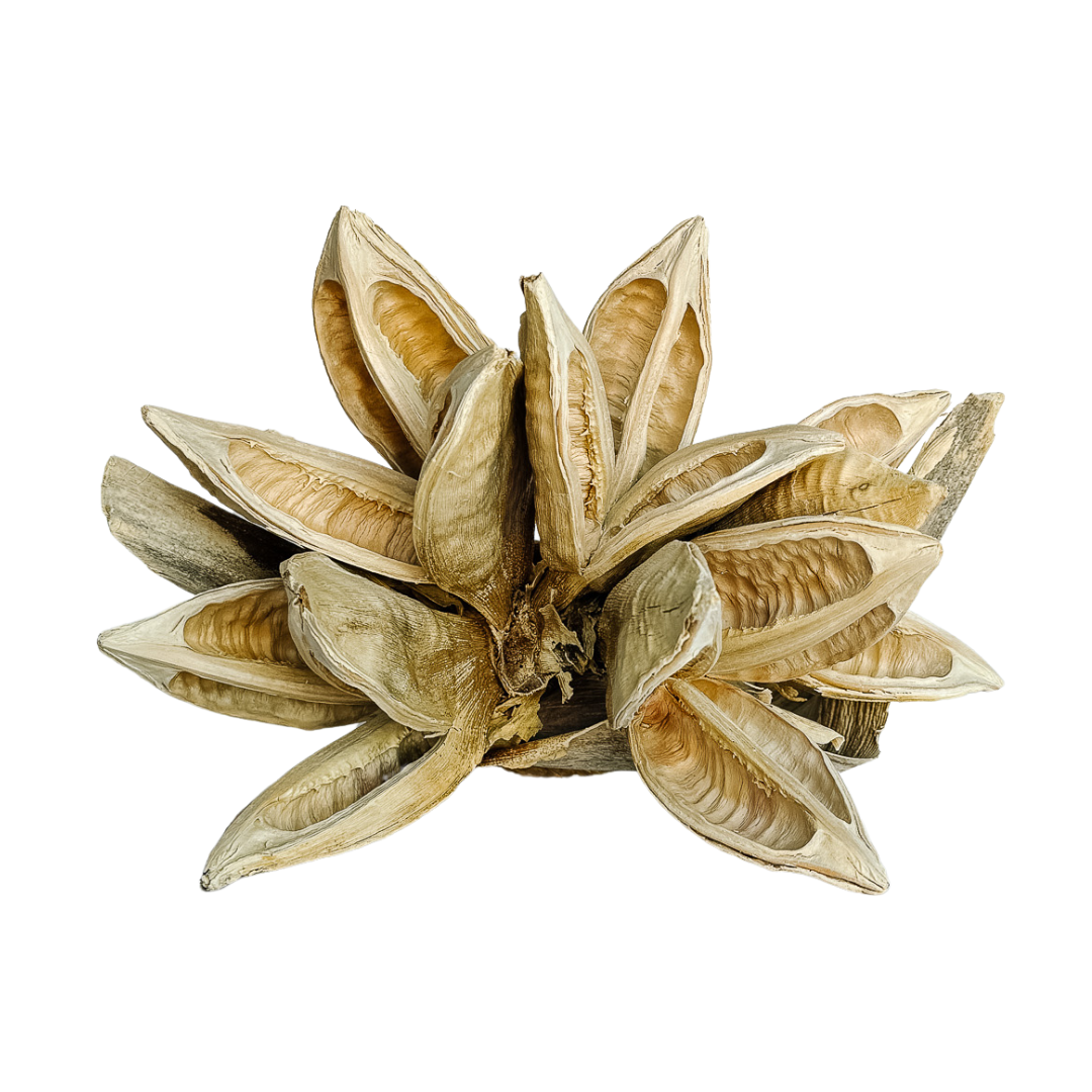 Dried Flower Pod