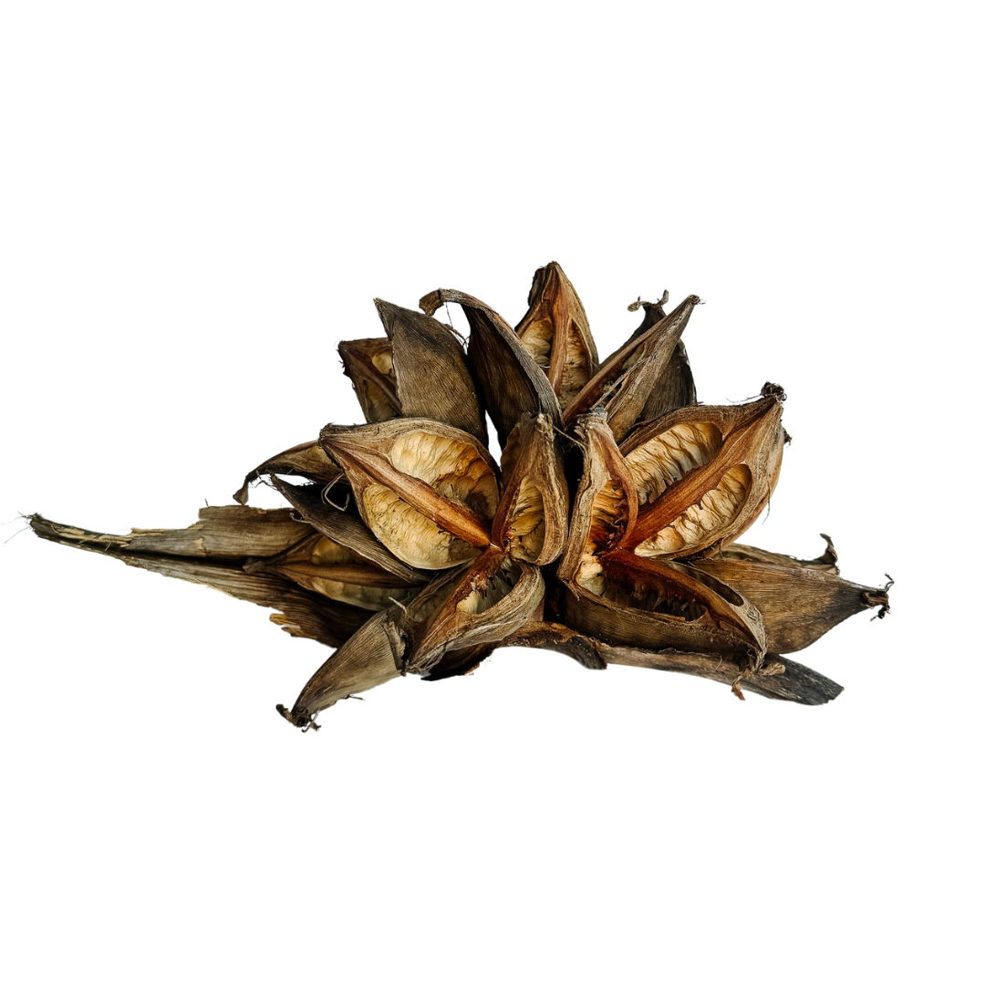 Dried Flower Pod