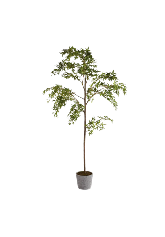 Potted Maple Tree