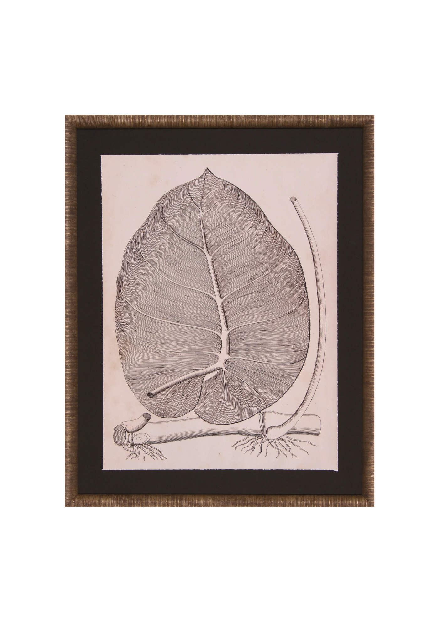 Distinctive Leaves II
