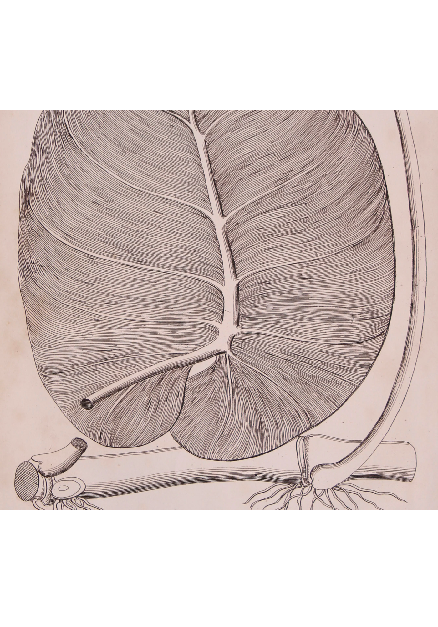 Distinctive Leaves II