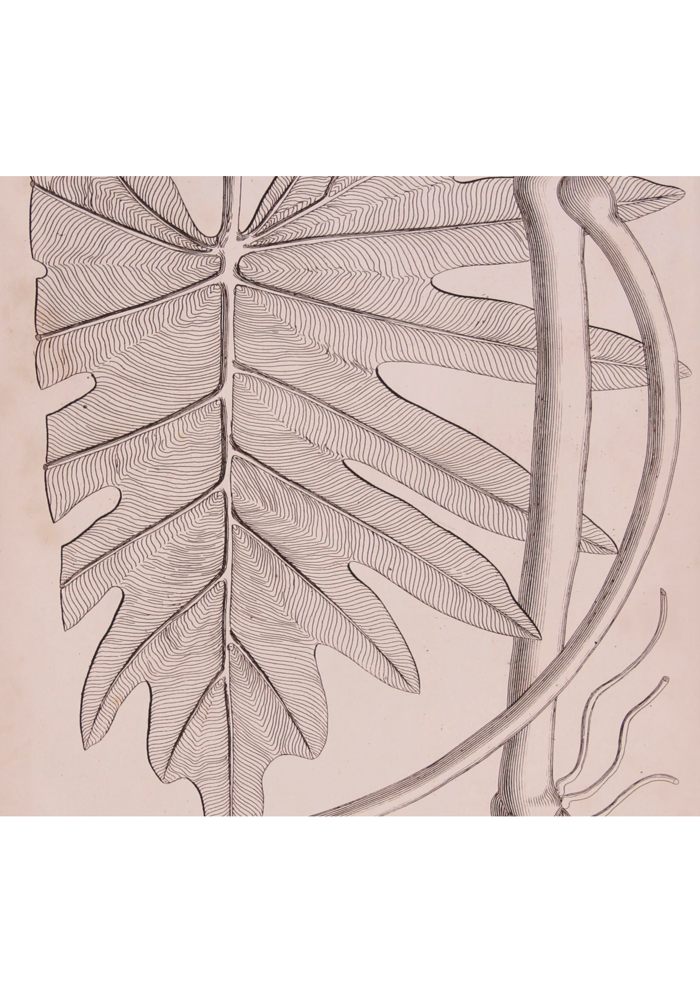 Distinctive Leaves I