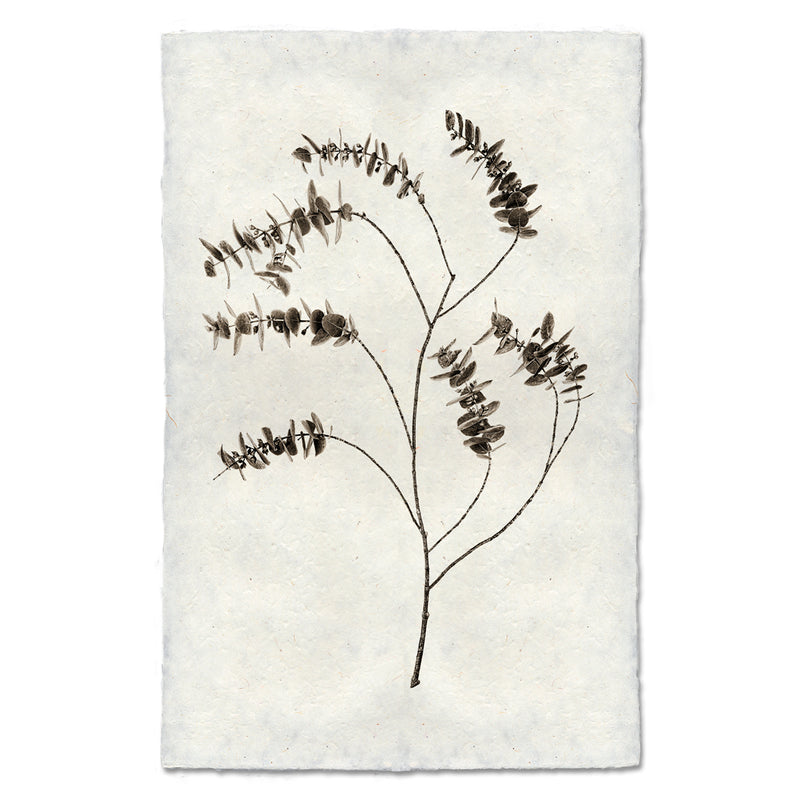 Eucalyptus #2 Print