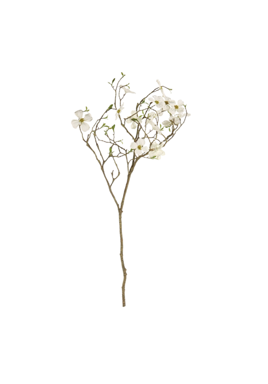 White Dogwood Blossom Branch