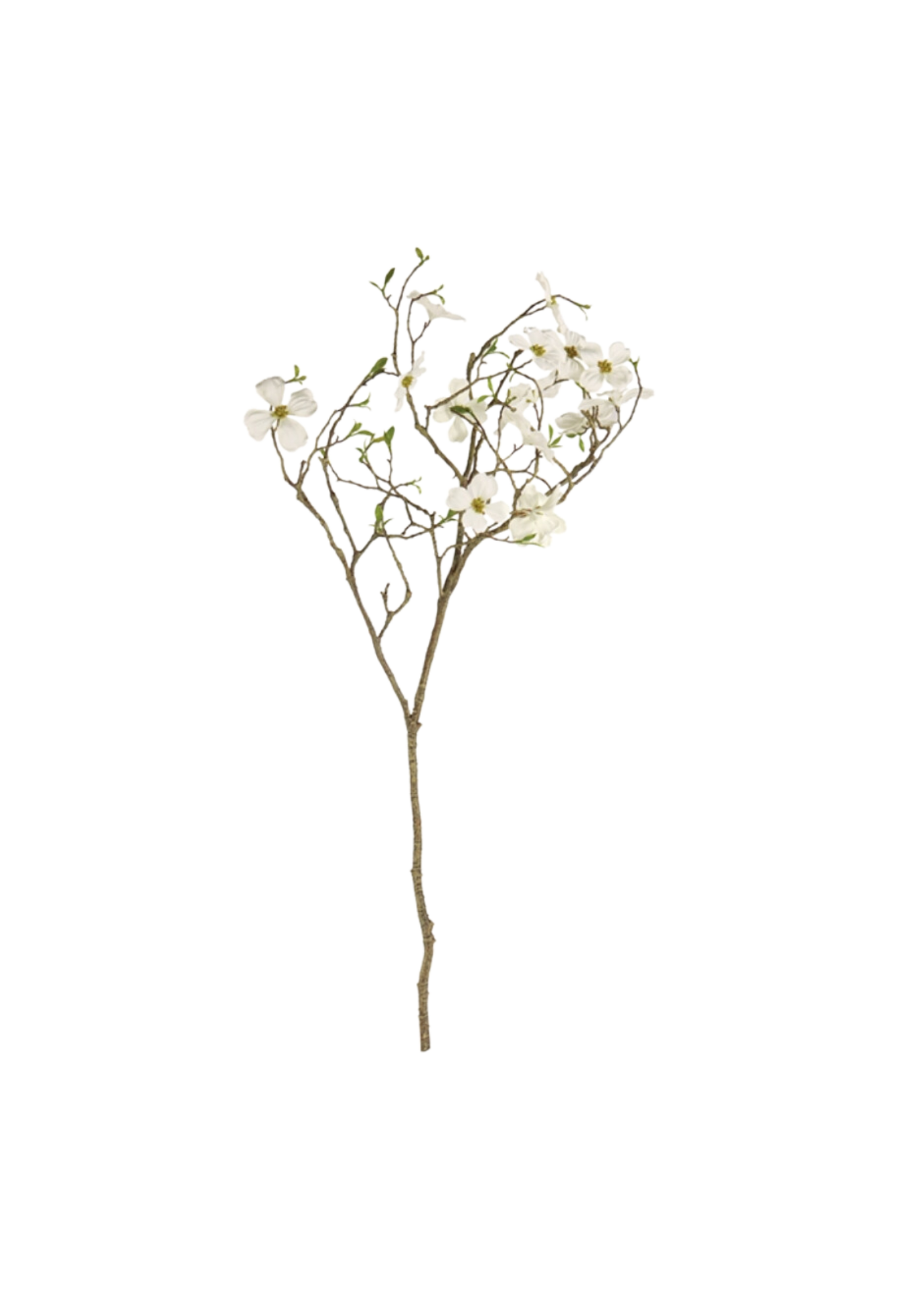White Dogwood Blossom Branch