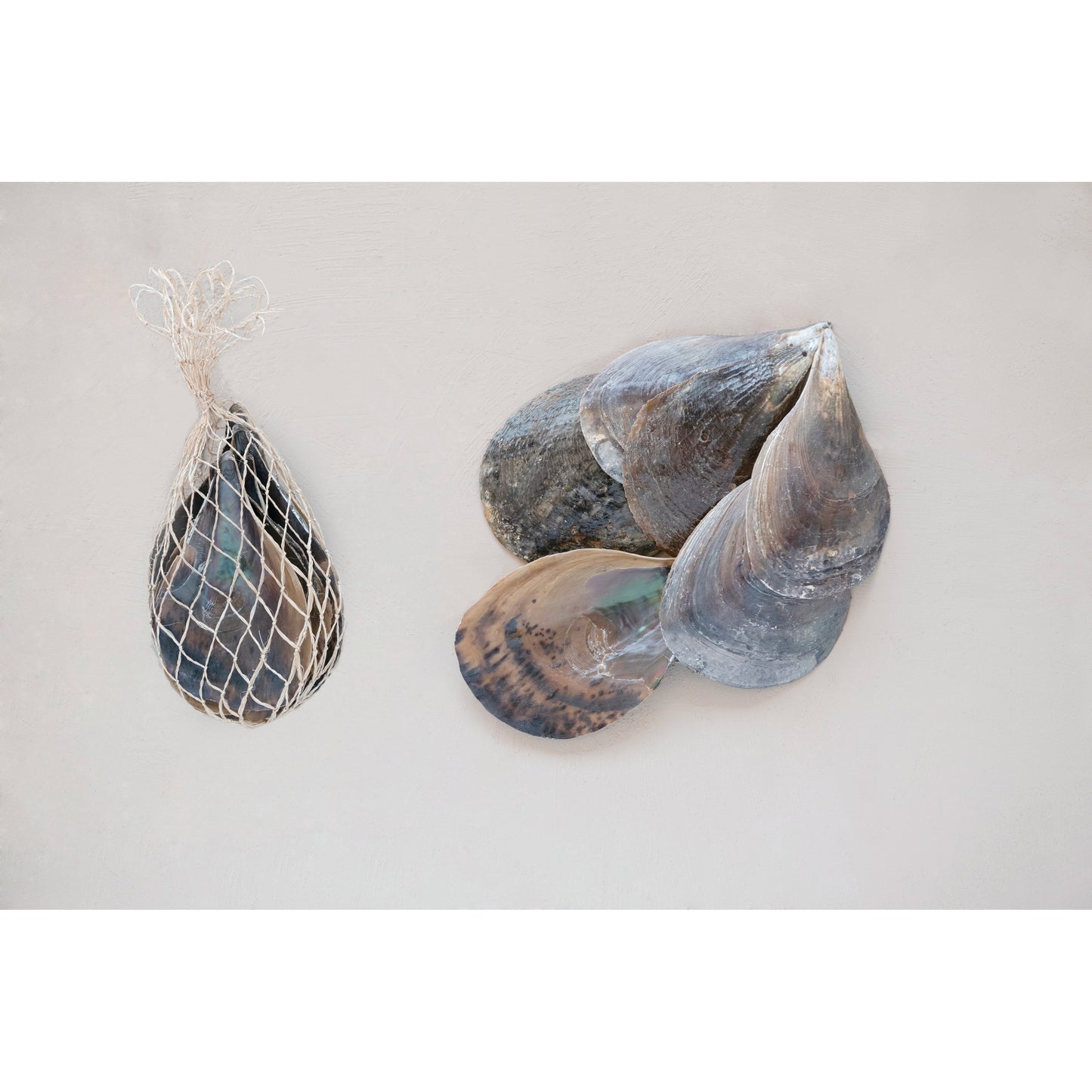 Pen Clam Shells
