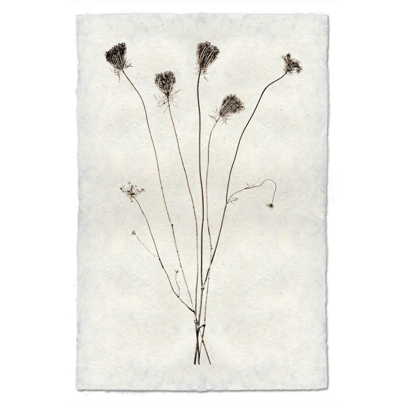 Queen Anne's Print