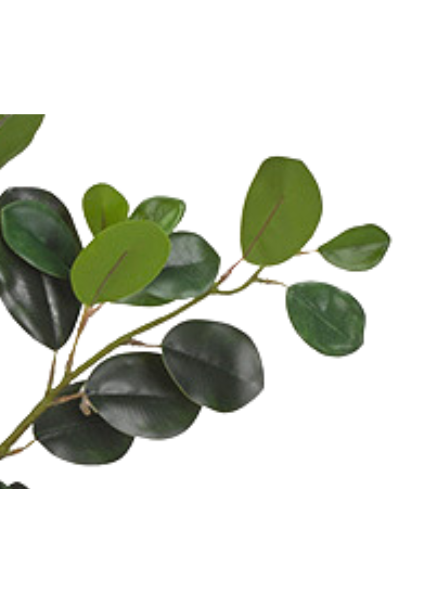 Eastern Ficus Branch