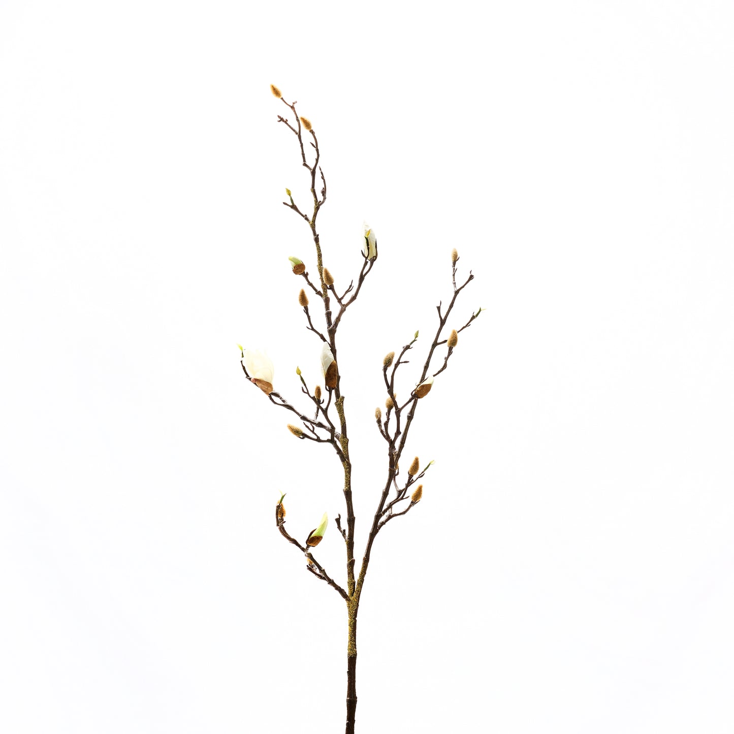 Budding Magnolia Branch
