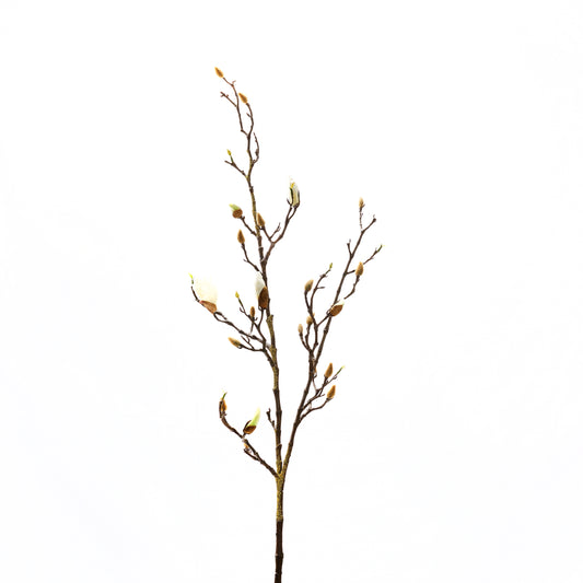 Budding Magnolia Branch