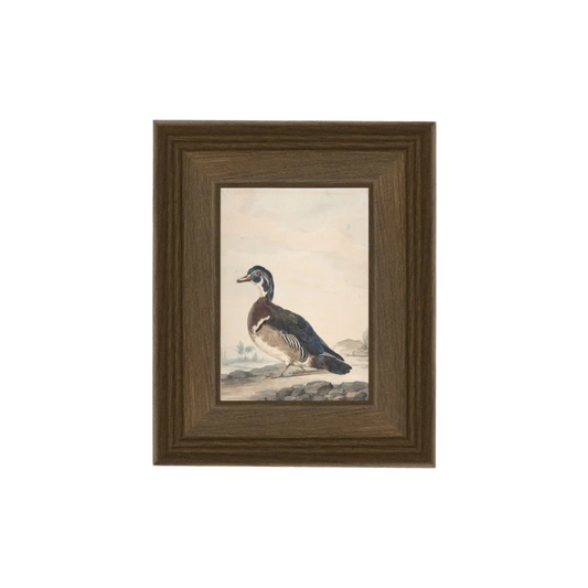 A Duck