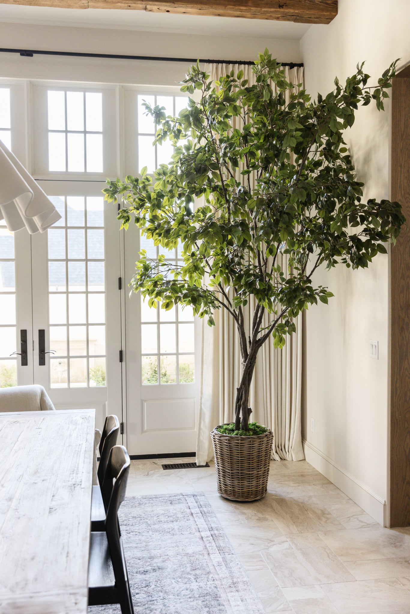 Grand Ficus Tree