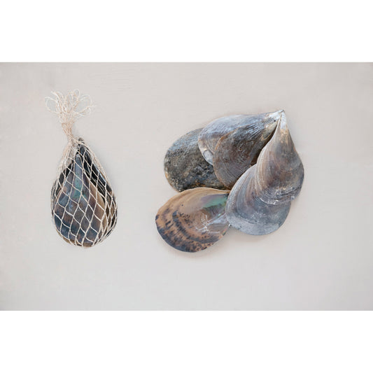 Pen Clam Shells